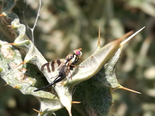 Tephritidae: Urophora sp., femmina